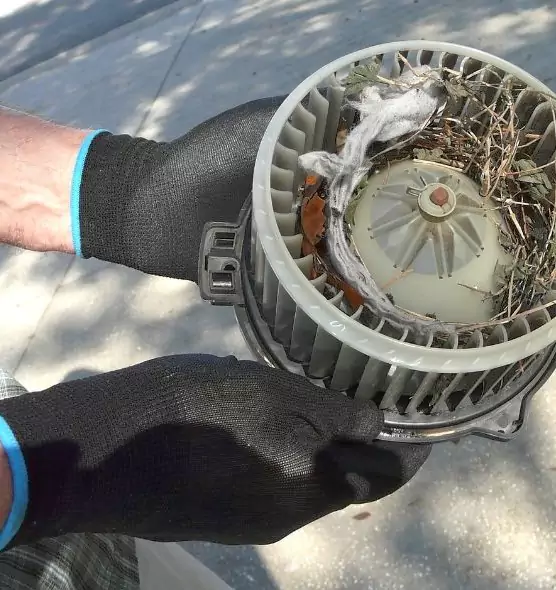 About Air Duct Rat Removal in East Lake, FL